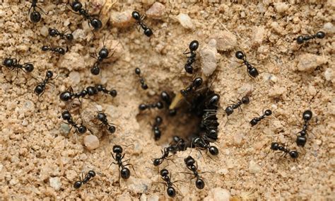 Click the button to get free quotes from certified local exterminators with positive reviews. Indoor and Outdoor Ant Treatment - PDX Pest Control | Groupon