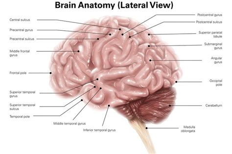 The cns consists of the brain and spinal cord, which are located in the dorsal body cavity. Central Nervous System - Brain and Spinal Cord