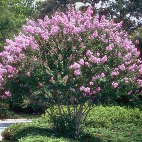 Zuni Purple Crape Myrtle Tree New Blooms Nursery