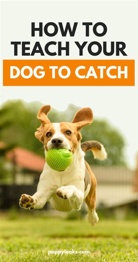 How To Teach Your Dog To Catch Dog Training Training Your Dog Dog