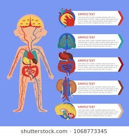 Here's one that you can print and read more about digestion facts in this science article for children. Health medical poster with human body anatomy. Kidney, lung, liver, heart, stomach, brain ...