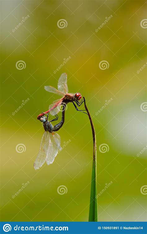 Two Dragonflies Mating In Summer Stock Image Image Of Background