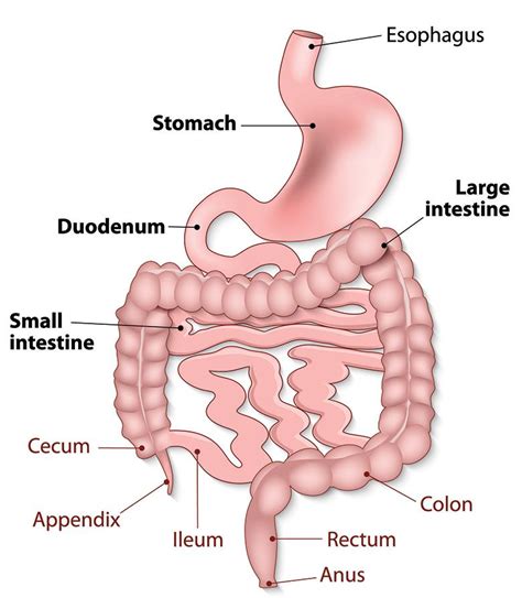 Diagram Of Intestine