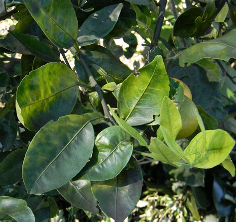How To Identify Citrus Greening A Quick Visual Guide