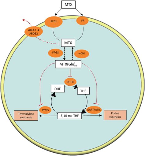 Mechanism Of Action Of Methotrexate Methotrexate Mtx Enters The Cell