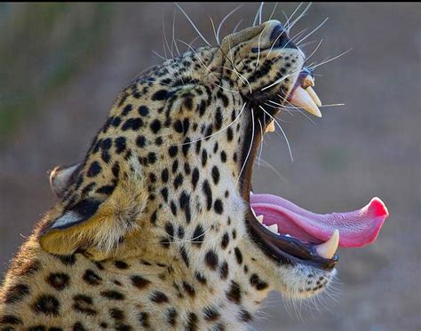 Leopards Roar Photograph By Judith Russell Tooth Fine Art America