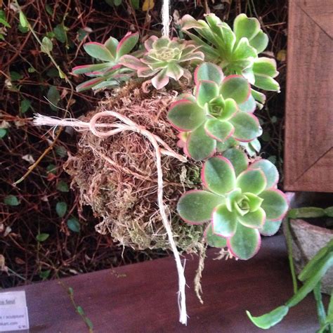 It is also an elegant base for terrariums and miniature gardens, even when they are preserved. ** Hanging Succulent ** Supplies: - succulent plant - dry ...