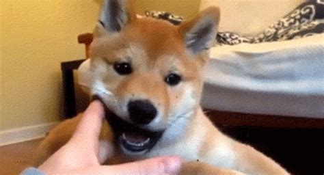 15 Adorable S Of Teething Puppies Nibbling Their Humans