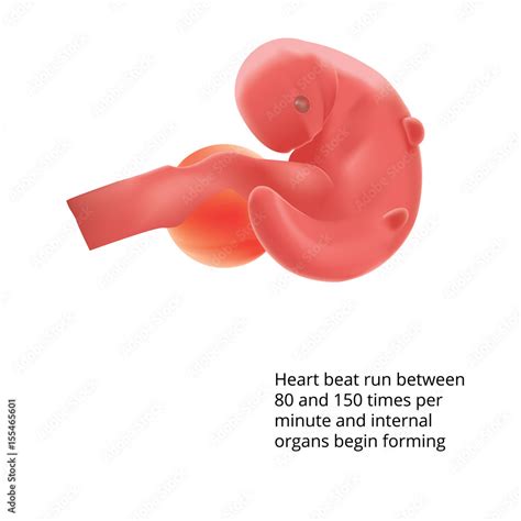 Vecteur Stock Pregnant Human Fetus Inside The Womb Fetus Stages