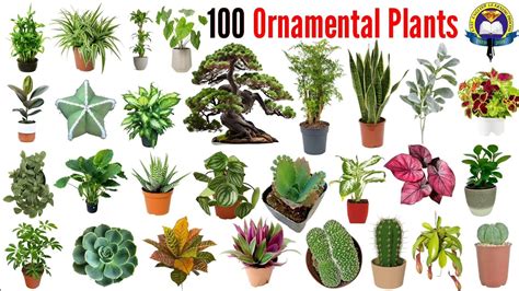 Ornamental Plants Name 100 Ornamental Plants Name With Pictures Easy English Learning
