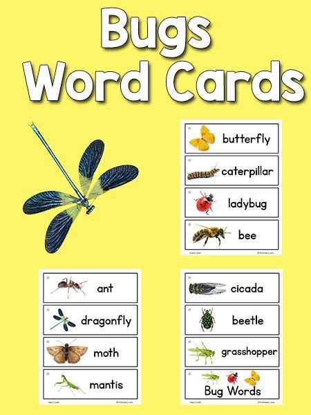 Insect Picture Word Cards Insects Preschool Insects Theme Preschool