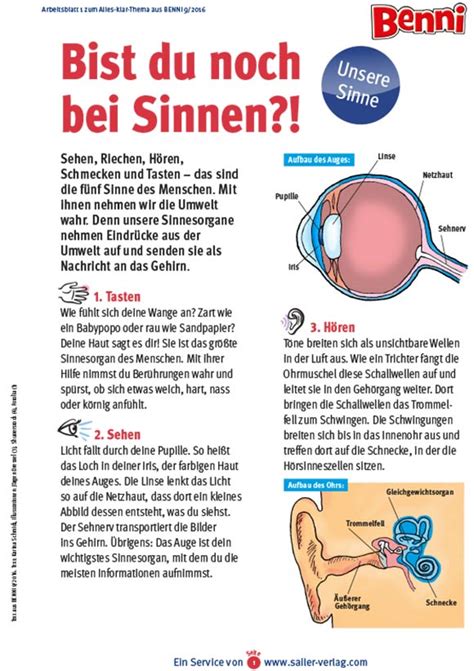 Licht) in kleine der geruchssinn ist der komplexeste chemische sinn des menschen. Unsere 5 Sinne | Sailer Verlag