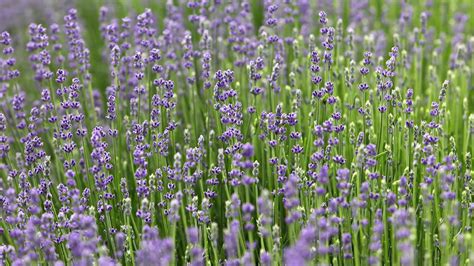 Up to 15% off food for 4th of july. Lavender Festival: Pick your own, sample lavender foods