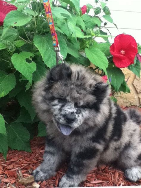 Chow Chow Pictures L9905sa75v1 Puppies Dogs And Puppies Cute Dogs