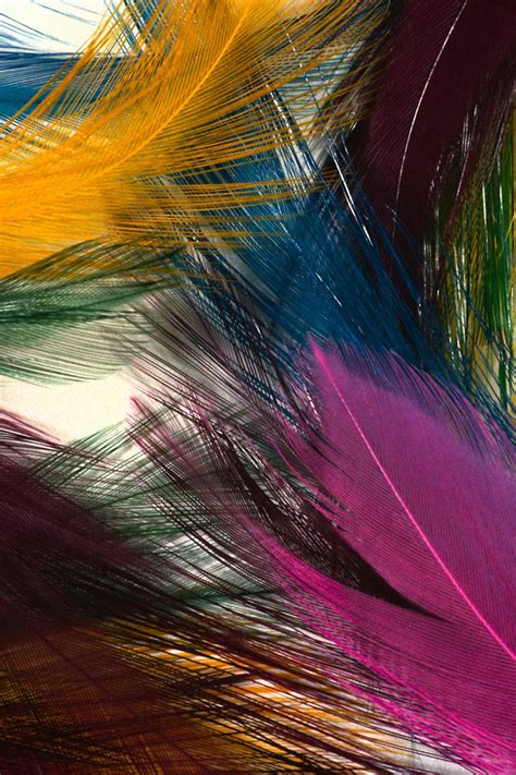 Colorful Feathers Most Beautiful Hd Wide Mobile Wallpaper