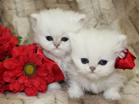 Teacup Persian Kittens For Sale 1 Catscreation