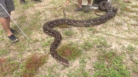 This Giant Python Could Break A World Record Cnn Video World