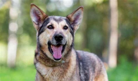 German Shepherd Husky Mix—the Energetic Friendly And Loyal Pet Could
