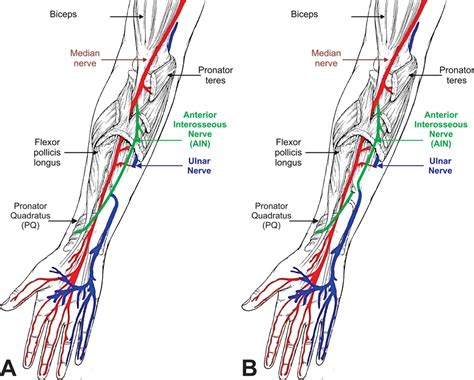 Wiring And Diagram Diagram Of Ulnar Nerve Pathway