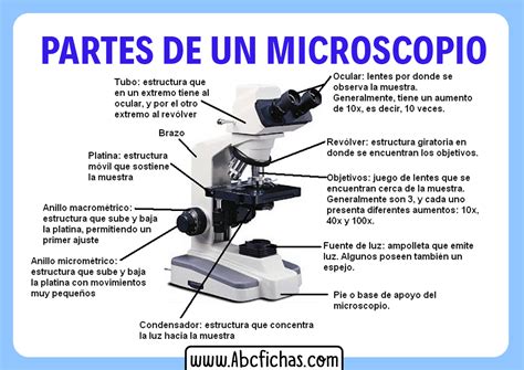 Partes Del Microscopio Dibujo Images And Photos Finder Images My XXX