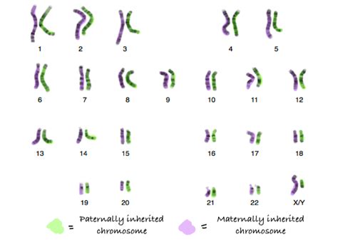 Chromosomes And Dna Packaging Oer Commons