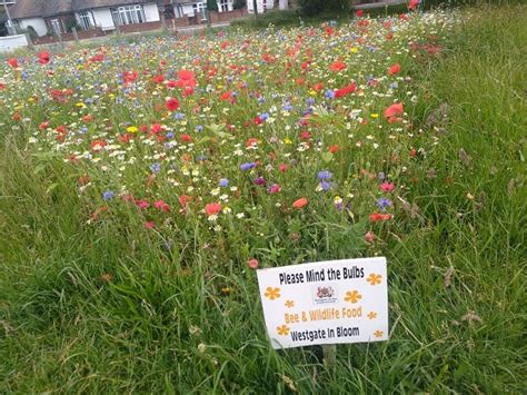 Seven Wildflower Meadow Sites Created In Thanet Council Scheme The
