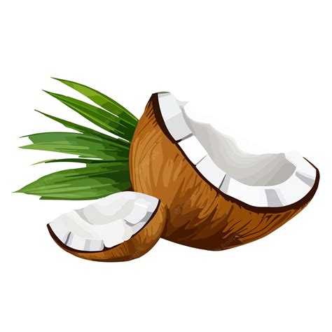 Premium Vector Coconut Vector Illustration