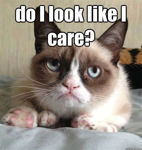 Do I Look Like I Care Grumpy Cat Humor Grumpy Cat Funny Cat Memes