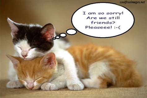 Im Sorry Quotes With Cats Quotesgram