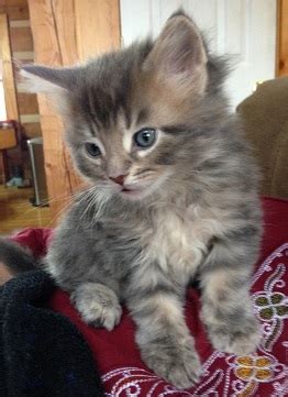 Buying kittens for sale and cats for sale could cost hundreds of dollars; Pure Bred Maine Coon Kittens for Sale
