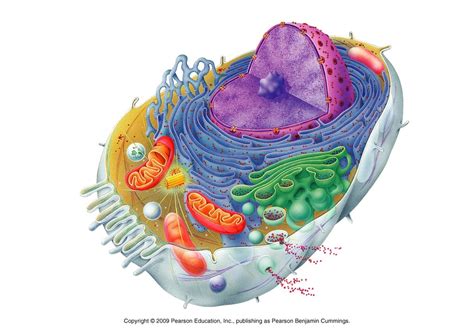 Cell Parts And Organelles Diagram Quizlet