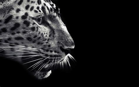 Black And White Animals Wallpapers High Quality Download Free
