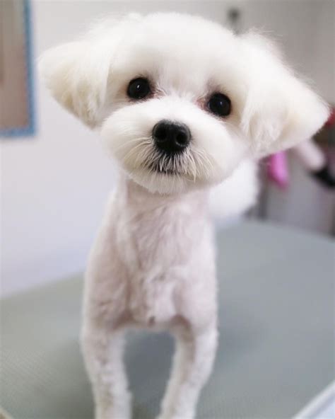 Pin By Kotitrimmaamo Inucorn On Furry Friend In 2021 Maltese Dogs
