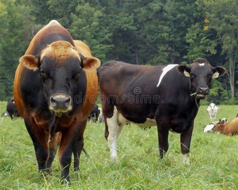 Bull And Cows Stock Image Image Of Agriculture Holstein 176052009