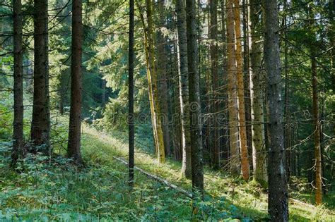 Landscape With Green Pine Forest On Slope Stock Photo Image Of