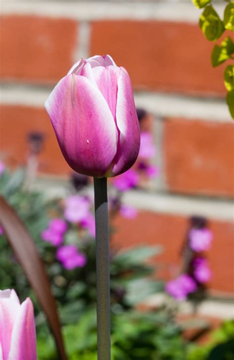 Purple Tulip Flower Free Stock Photo Public Domain Pictures