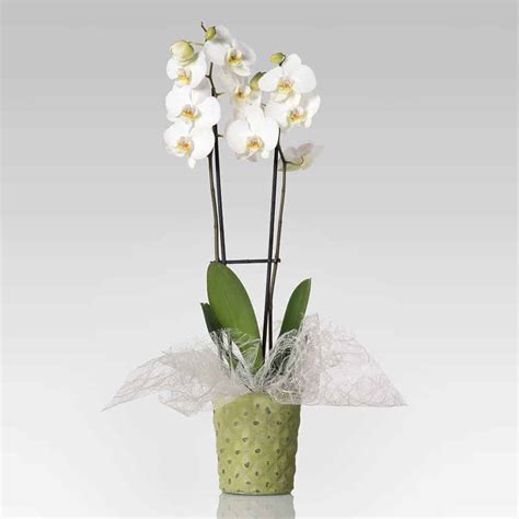 Con l'umidità ambientale adeguata si manterrà perfetta. Orchidea Phalaenopsis bianca 2 steli in vaso vintage ...