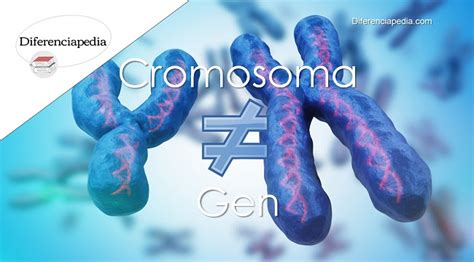 Diferencia Entre Cromosoma Y Gen Diferencia Entre Hot Sex Picture