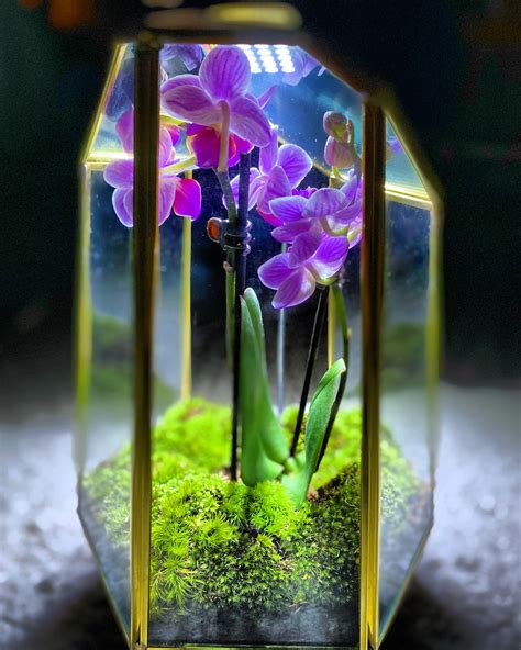 Terrarium For My Orchid Mantis Real Orchids And Moss Rterrariums