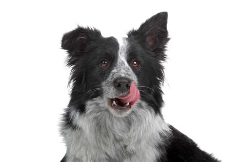 The Shollie All About The Border Collie German Shepherd Mix K9 Web