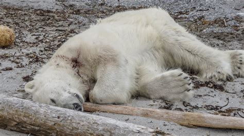 Polar Bear Shot Dead In Attack On Arctic Cruise