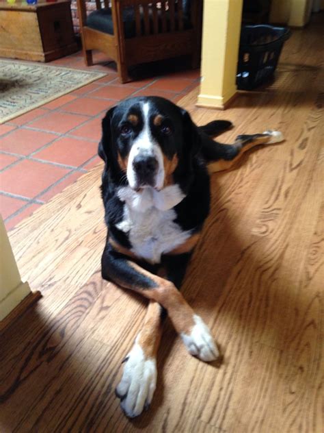 Bailey Greater Swiss Mountain Dog Greater Swiss Mountain Dog Swiss