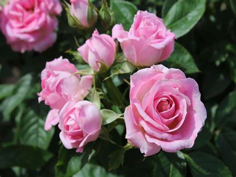 Patio Standard Rose Carefree Days Buy Online Ashwood Nurseries