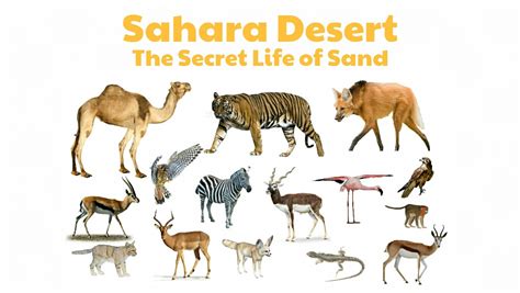 Sahara Desert The Secret Life Of Sand Tanya Cookies