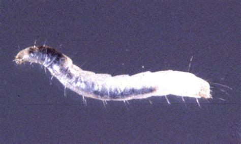 Cat Flea Ctenocephalides Felis Bouché