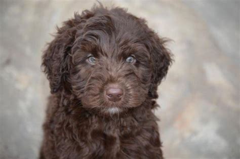 North carolina is the 10th most populous state in the nation, being home to almost 10 million americans. Chocolate Labradoodle Puppies for Sale in Greenville ...