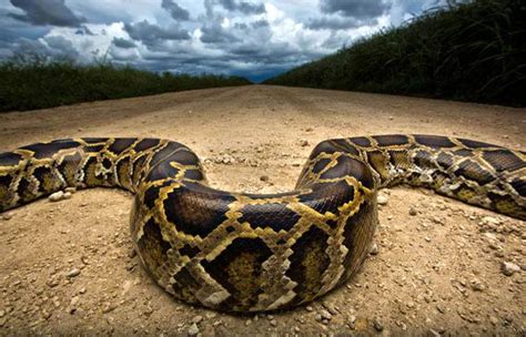 Python 700x450 Python Patrol In The Everglades Photographic Print