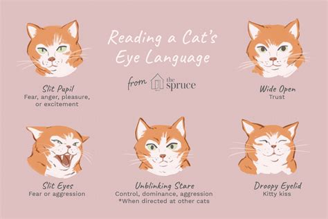 Biting is not playful behavior and should not be rewarded, especially since it is painful and can possibly spread disease from her to you. Reading the Eyes of Your Cat