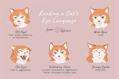 Meows are saved for humans. Reading the Eyes of Your Cat