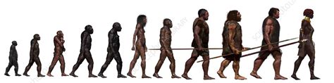 Stages In Human Evolution Illustration Stock Image C0389346